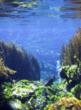 Pu Pu spring - New Zealand