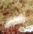 Nøgensnegl Coryphella ved Teglholmen