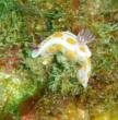 Ceratosoma amoena