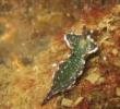 Fløjssnegl (Elysia viridis) ved Munkholmbroen